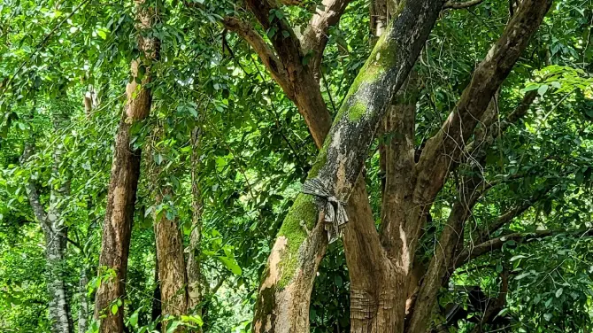 5_Doi Suthep-Pui National Park