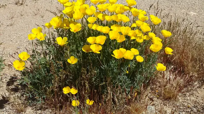 5_Sonoran Desert National Monument