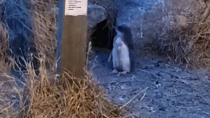 4_Penguin Centre