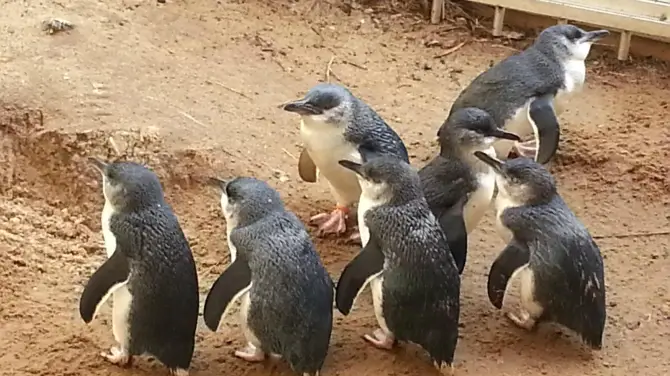 5_Penguin Centre