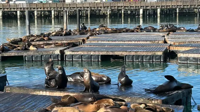 2_Sea Lions