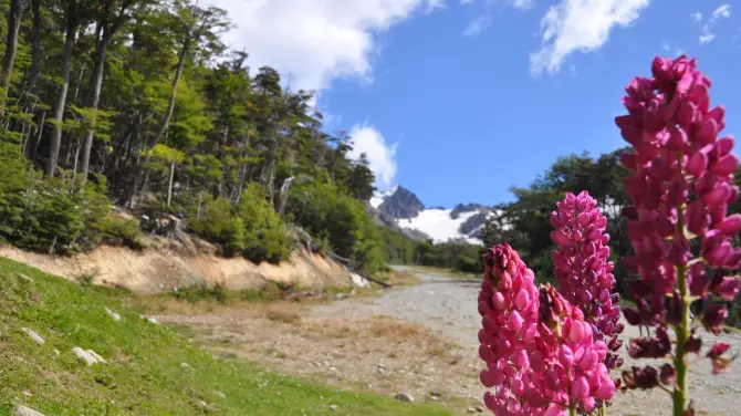 2_Canopy Ushuaia