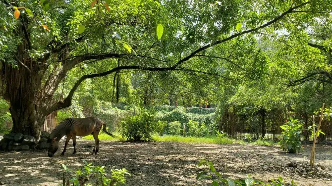 4_Manila Zoo