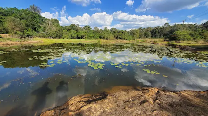 Karura Forest