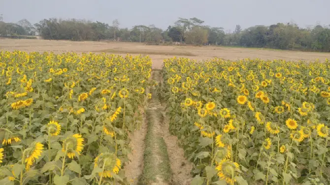 Sunflower garden