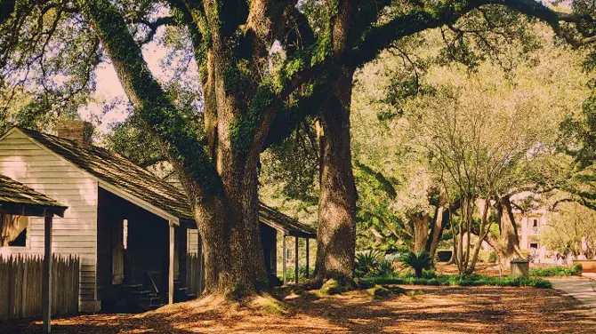 5_Oak Alley Plantation