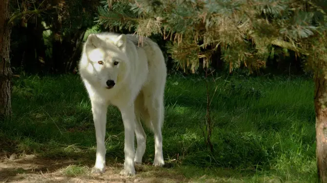 2_UK Wolf Conservation Trust