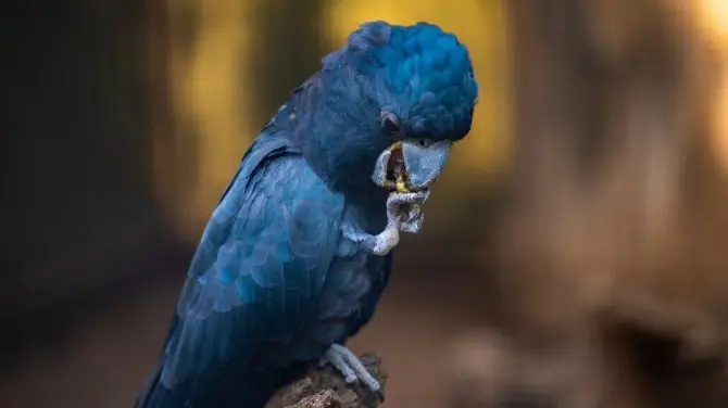 3_費瑟戴爾野生動物園