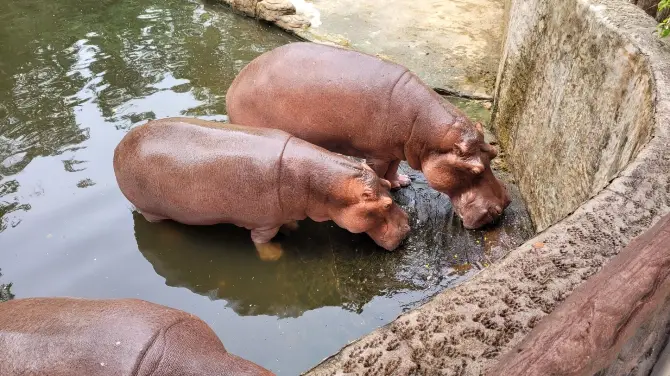 5_清邁動物園