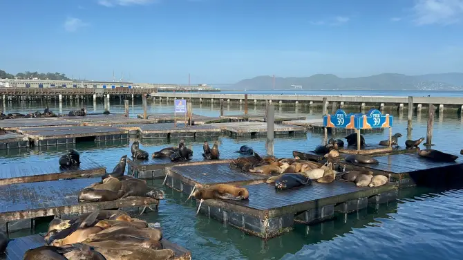 1_Sea Lions