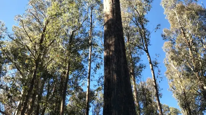 2_Tarraleah Falls