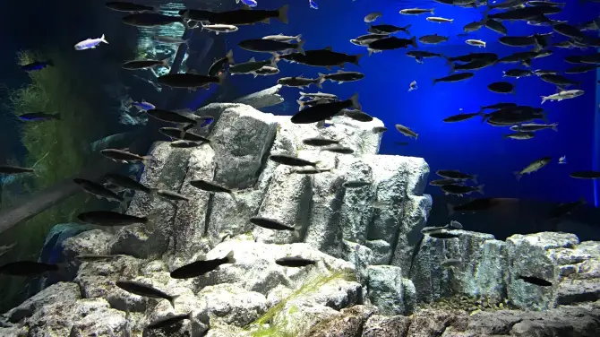 2_サケのふるさと 千歳水族館