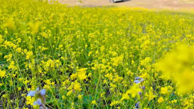 Yellow flower Valley