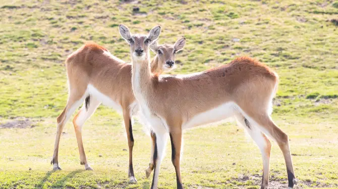 2_Veszprem Zoo