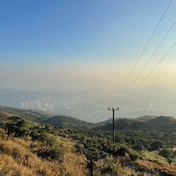 大帽山芒草