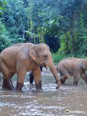 Chiangmai Jungle Trekking