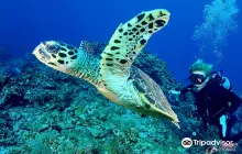 Aloha Divers Okinawa