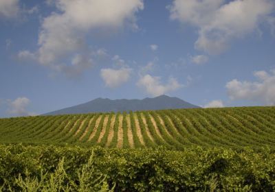 Cantina Di Venosa