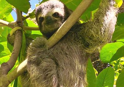 Aviarios del Caribe Sloth Sanctuary