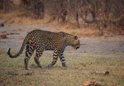 Moremi Wildlife Reserve