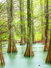 Sasaguri Forest of Kyushu University