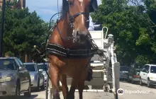 Chicago Horse & Carriage