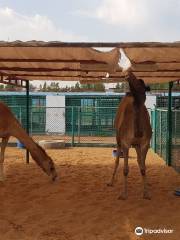 Ras Al Khaimah Zoo