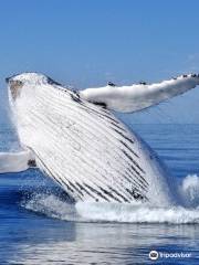 Whale Watching in Gold Coast