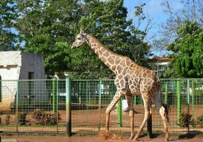 Complejo Parque Zoológico Ciego de Ávila