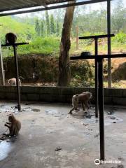 Phuket Monkey School