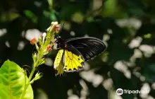 Kemenuh Butterfly Park