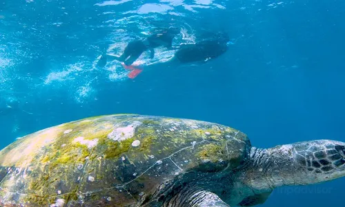 Scuba Diving in Gold Coast