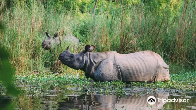 5_Chitwan Jungle Safari