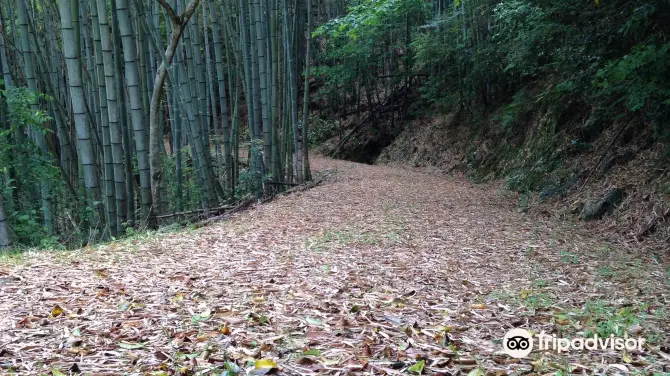 阪本龍馬脫藩の道