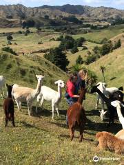 Nevalea Alpacas