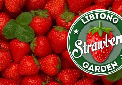 Libtong Strawberry Garden