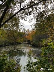 Alfred Caldwell Lily Pool