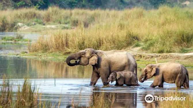 1_Chitwan Jungle Safari