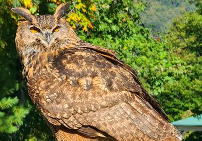 The Greenbrier Falconry