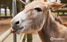 橡樹谷農場動物園