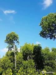 Omagieca Obo-ob Mangrove Garden