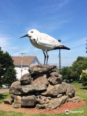 Shep - The World's Largest Semi-palmated Sandpiper