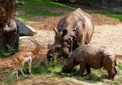 Ol Pejeta Conservancy