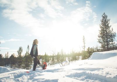 Lapland Sleddog Adventures