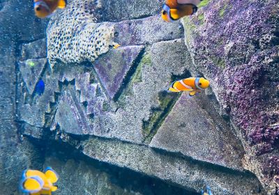 Dingle Oceanworld Aquarium