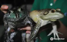 Jurong Frog Farm