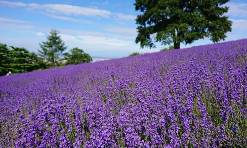 Horomitoge Lavender Garden