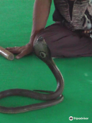 Thonburi Snake Farm