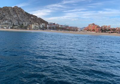 Los Cabos Whale Watching