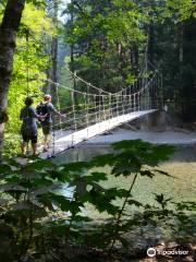 Grove of the Patriarchs Trail